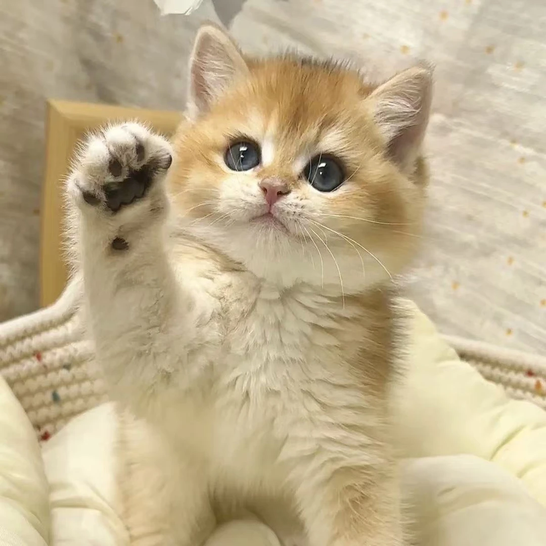 喵乐屿宠物布偶金渐层银渐层（全品类猫咪）