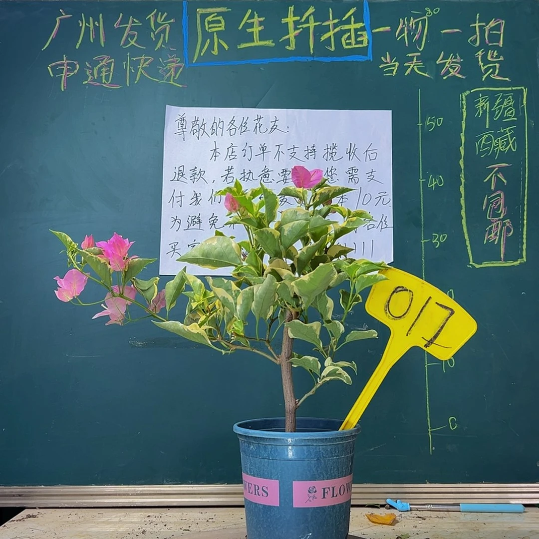 当前无花栽培后可以开花粗杆 蜡染粉017