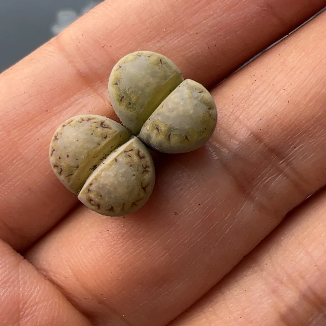 【闪购商品】00000020