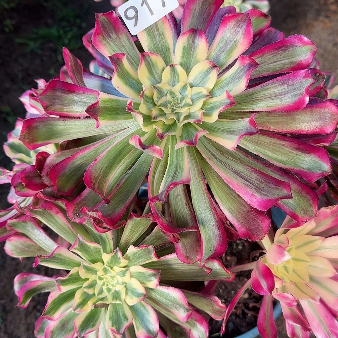 蜂****多肉植物福利波斯917