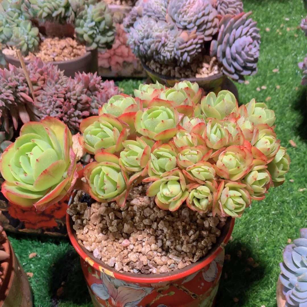 鸡蛋碧桃朵朵缀20 公分一物一拍