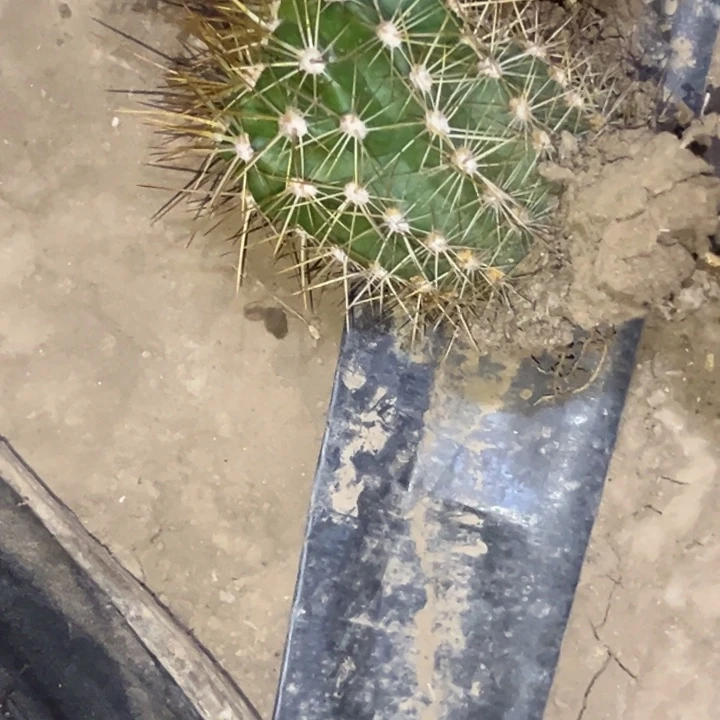 东****手清清赤焰根瑕疵9