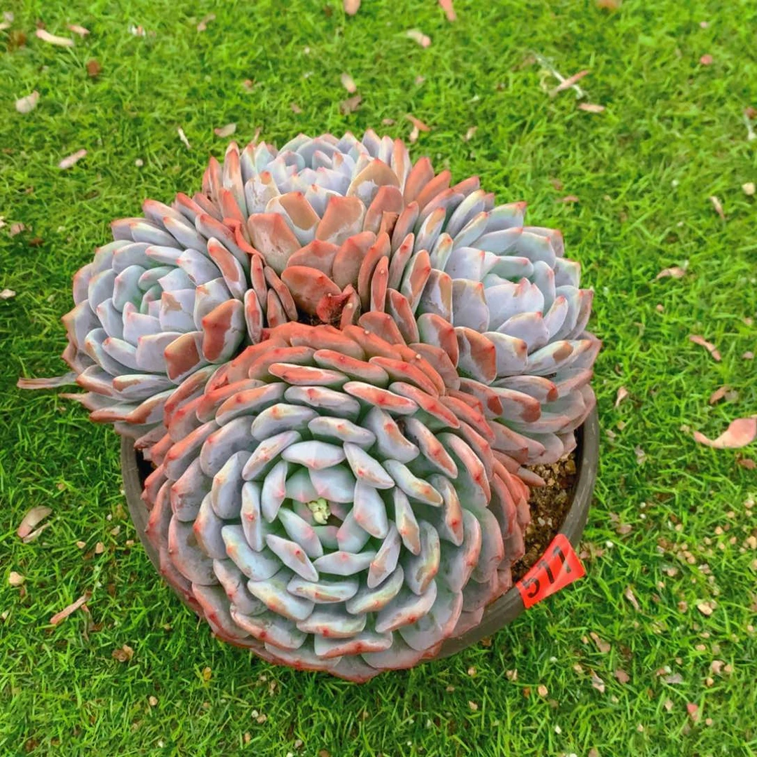 511橙子111111111111