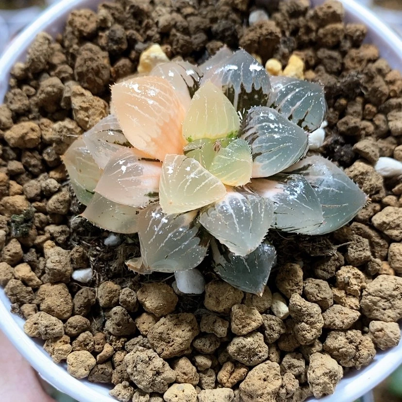 【闪购商品】161糯玉露锦