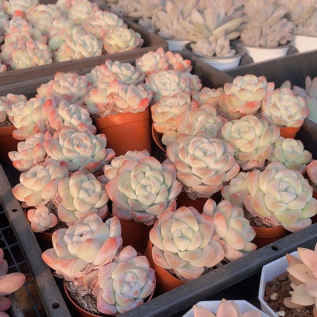 两盆双头冰雨000000000000080000