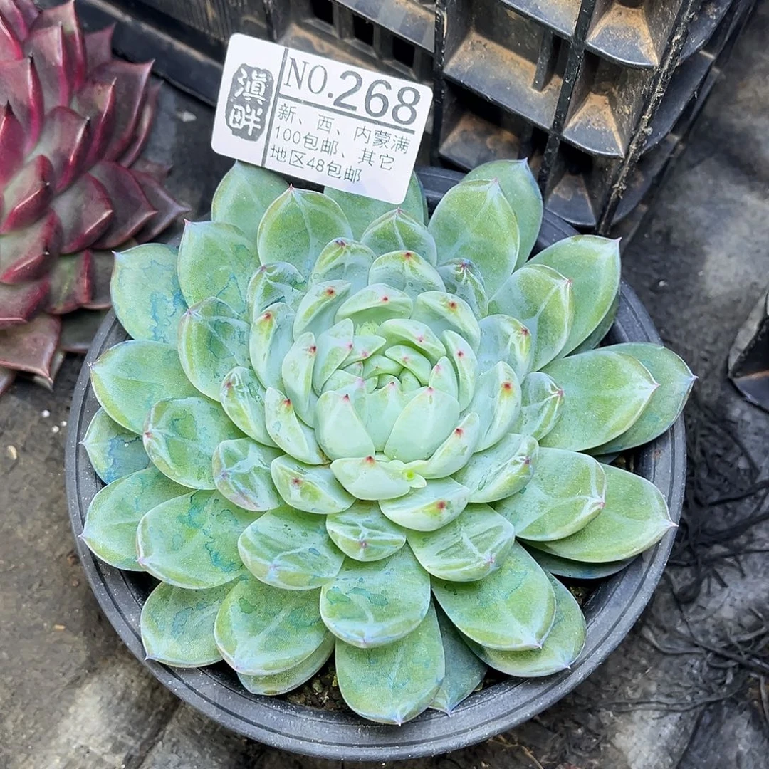 268……………………………………冬云