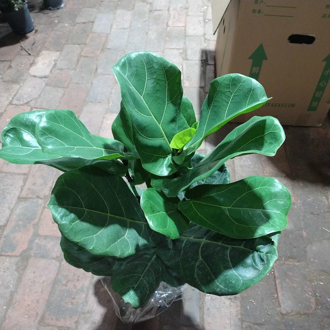 琴叶榕榕树绿植室内盆栽适用于办公室客厅阳台可净化空气柳叶榕