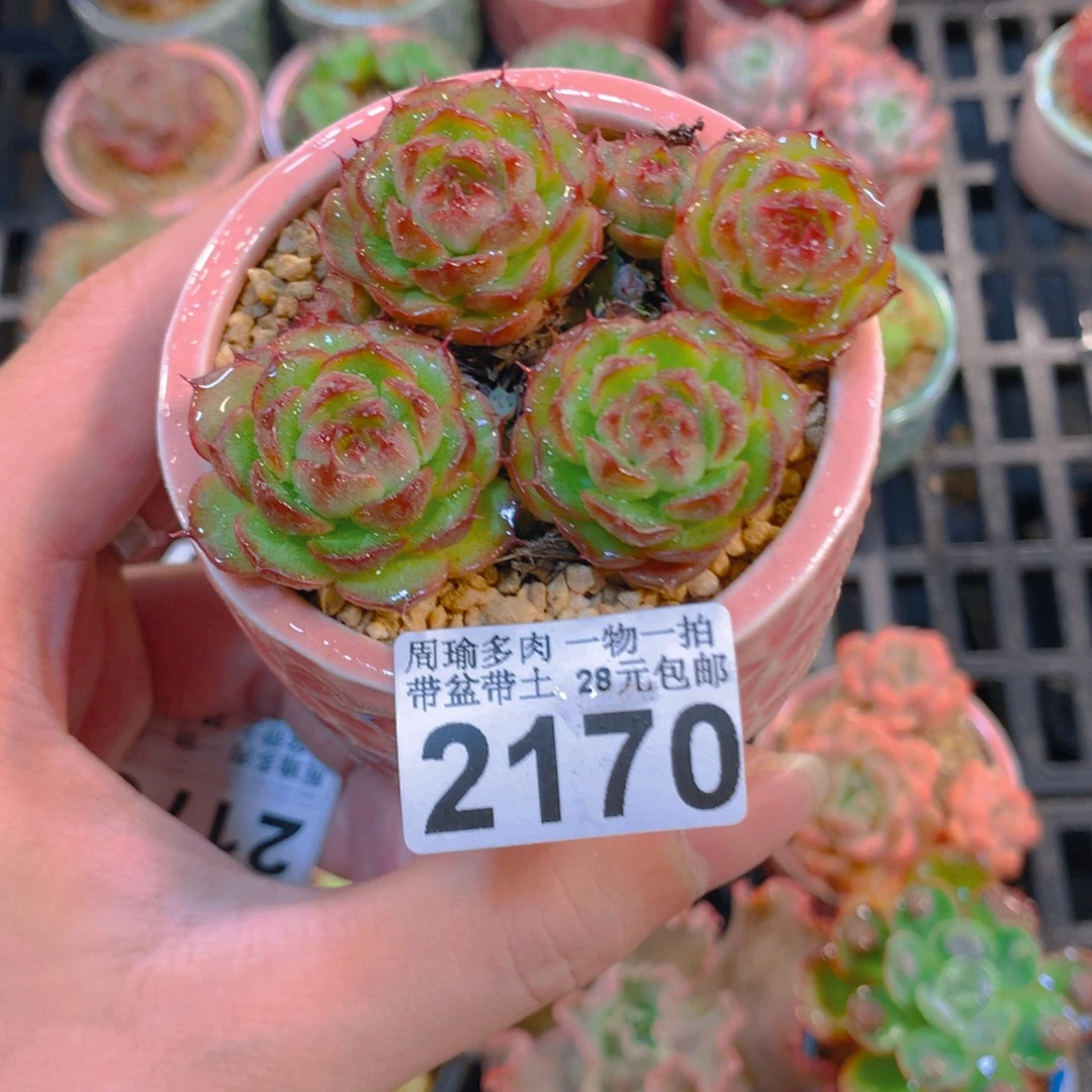 5厘米盆精控多肉2170