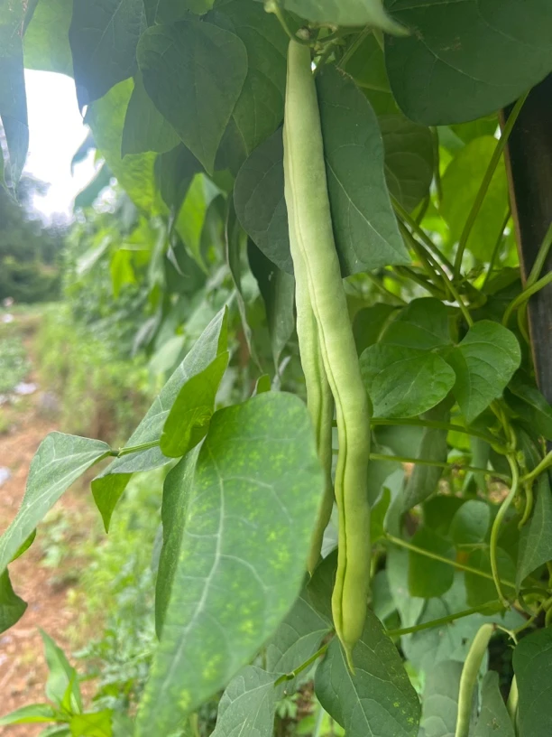 高山自家种植四季豆新鲜现发