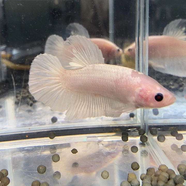 斗鱼黑118号巨斗将军