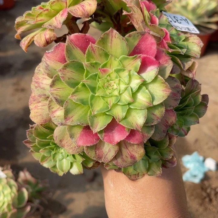 313知否无根多肉123446789