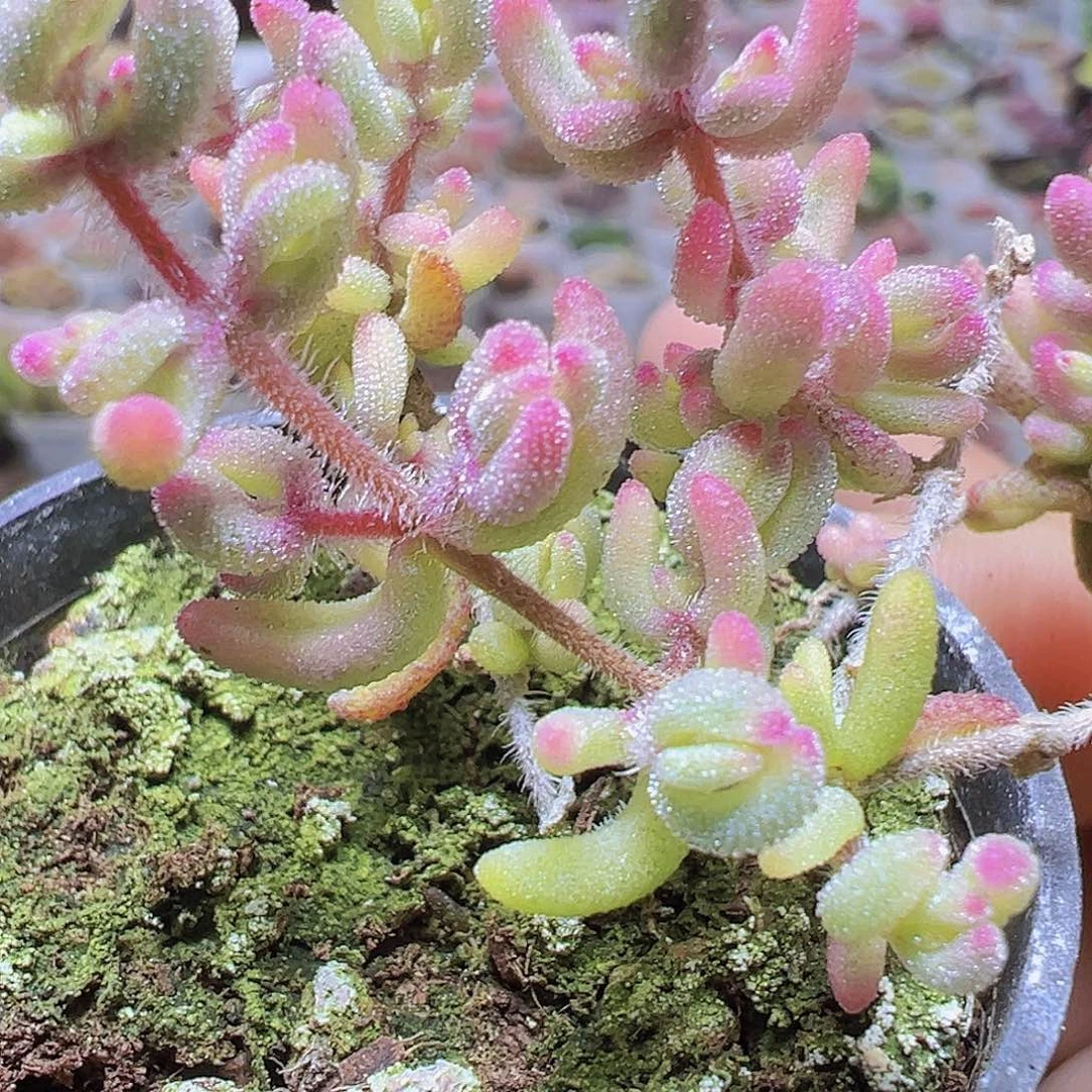 红石锦19包邮多肉植物