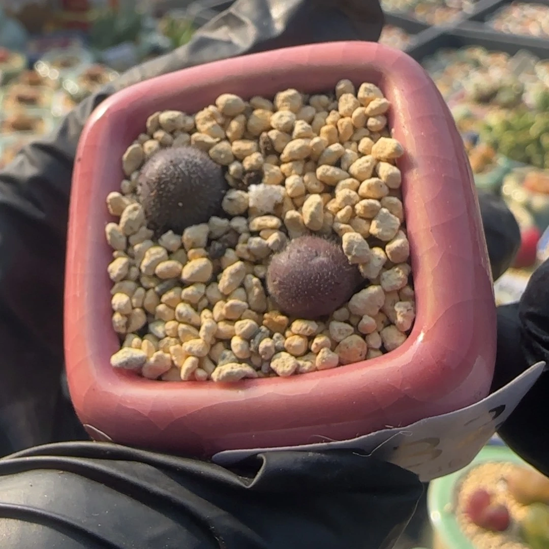 4532--一物一拍 带盆