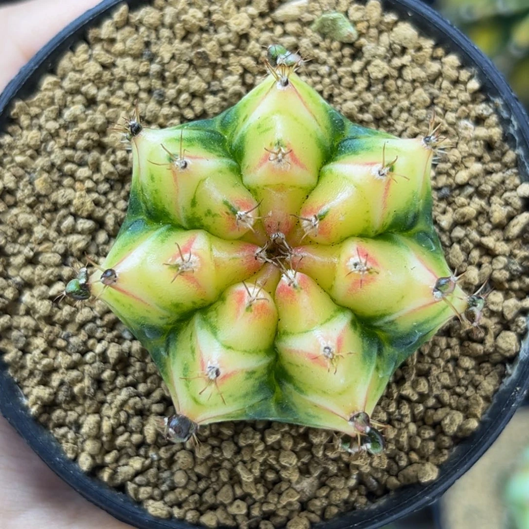 奶油蛋糕 米哈仙人球