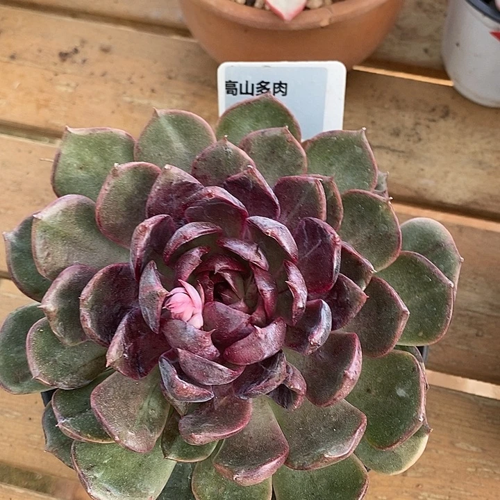 D208- 开播福利 蓝莓
