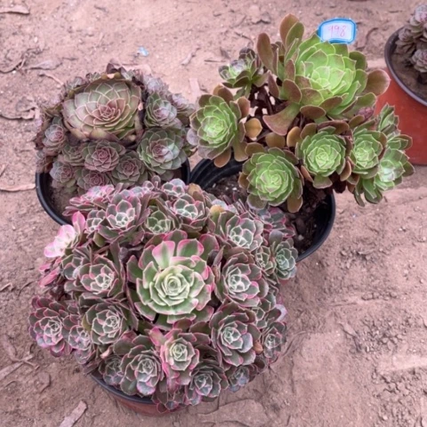 998多肉植物组合，