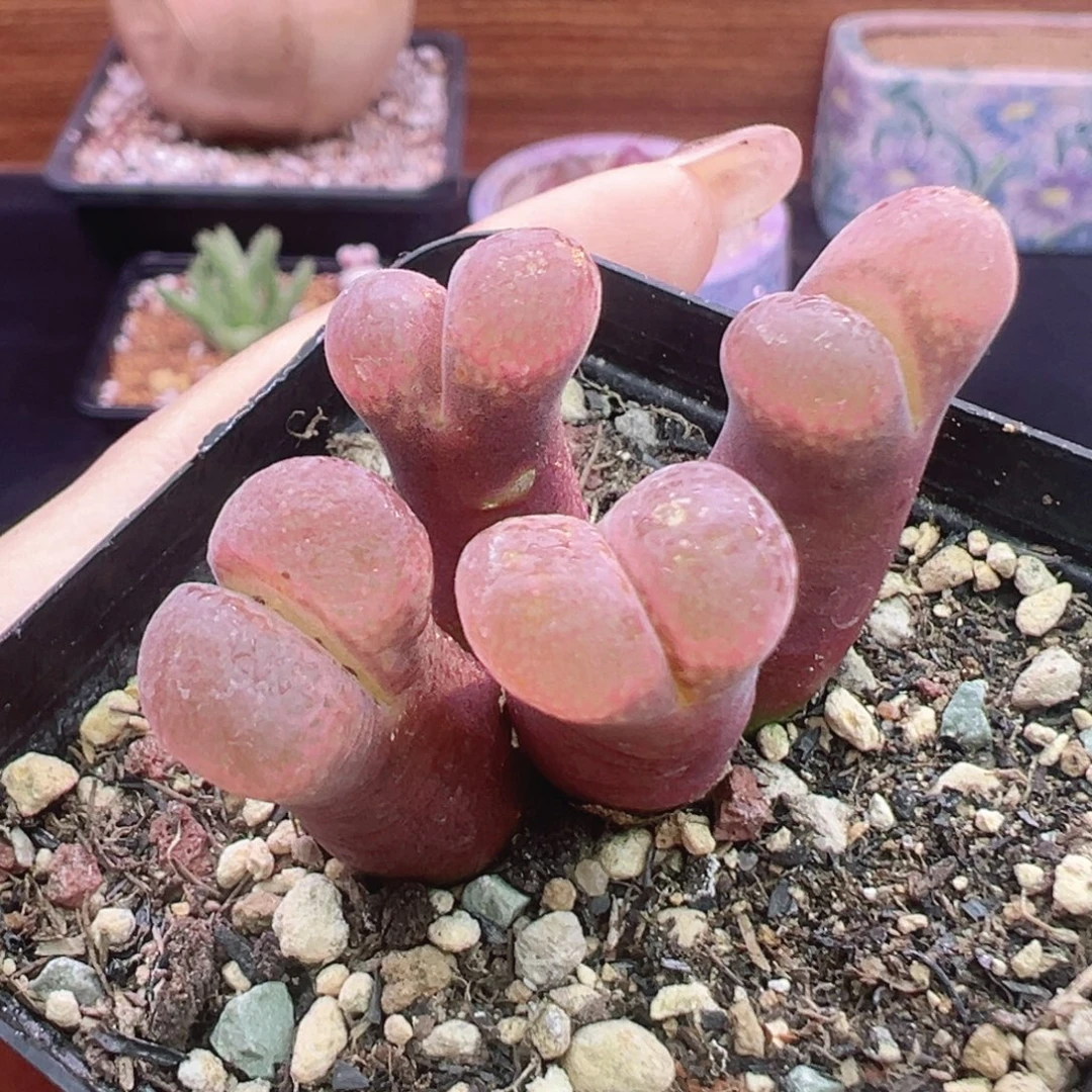 27号特特特特特特特特
