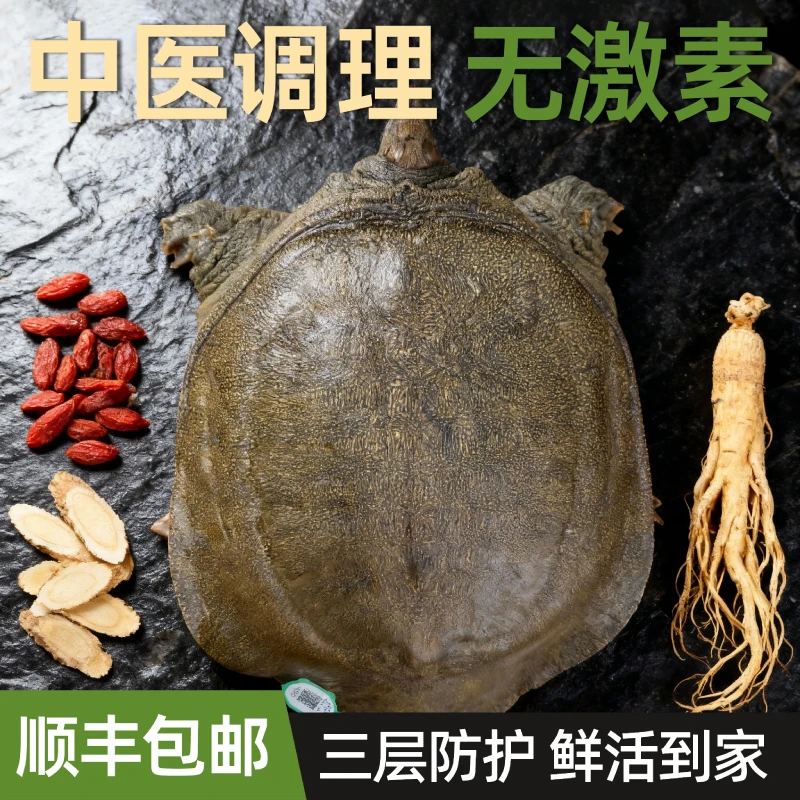 （顺丰）【直播间改价，现场称重】外塘中药生态放养中华老鳖甲鱼鲜活
