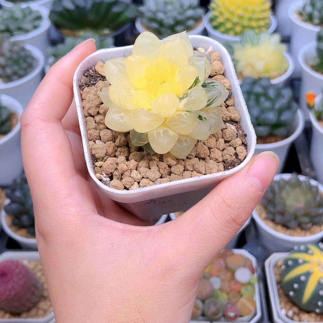 冰灯玉露锦，白盆