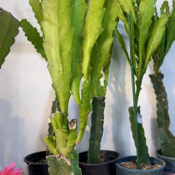 当前无花栽培后可以开花840