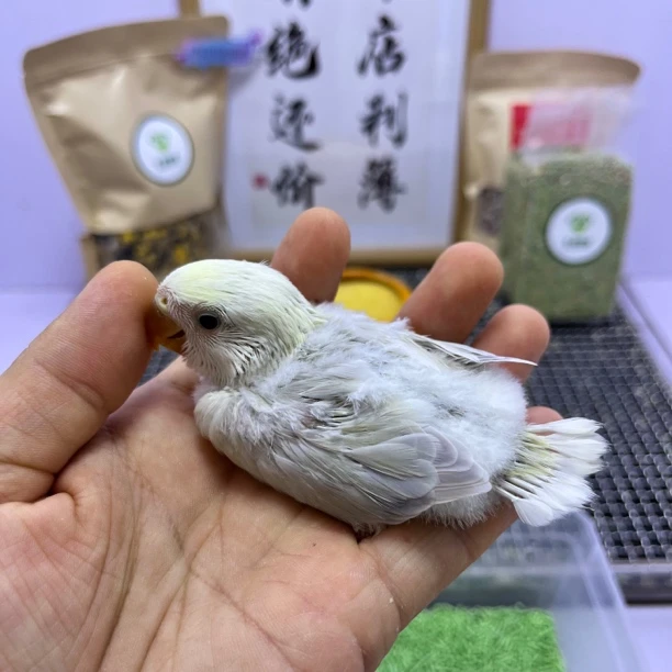 牡丹鹦鹉-薄荷绿澳闪公F60953