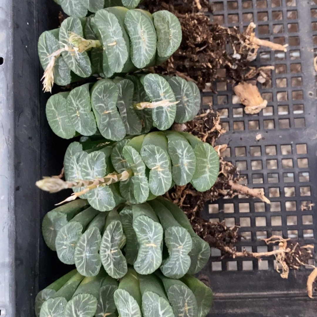 1106 一颗大玉扇。