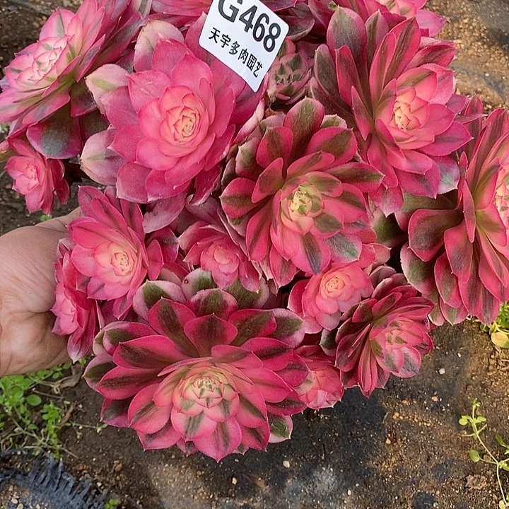 多肉植物倾城468多肉