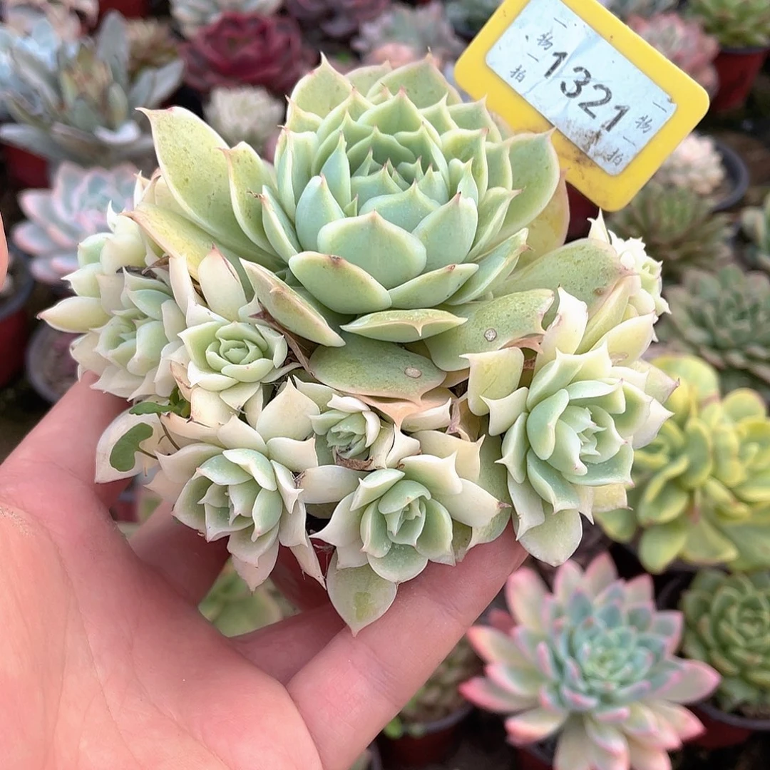绿***风1321号多肉植物盆栽