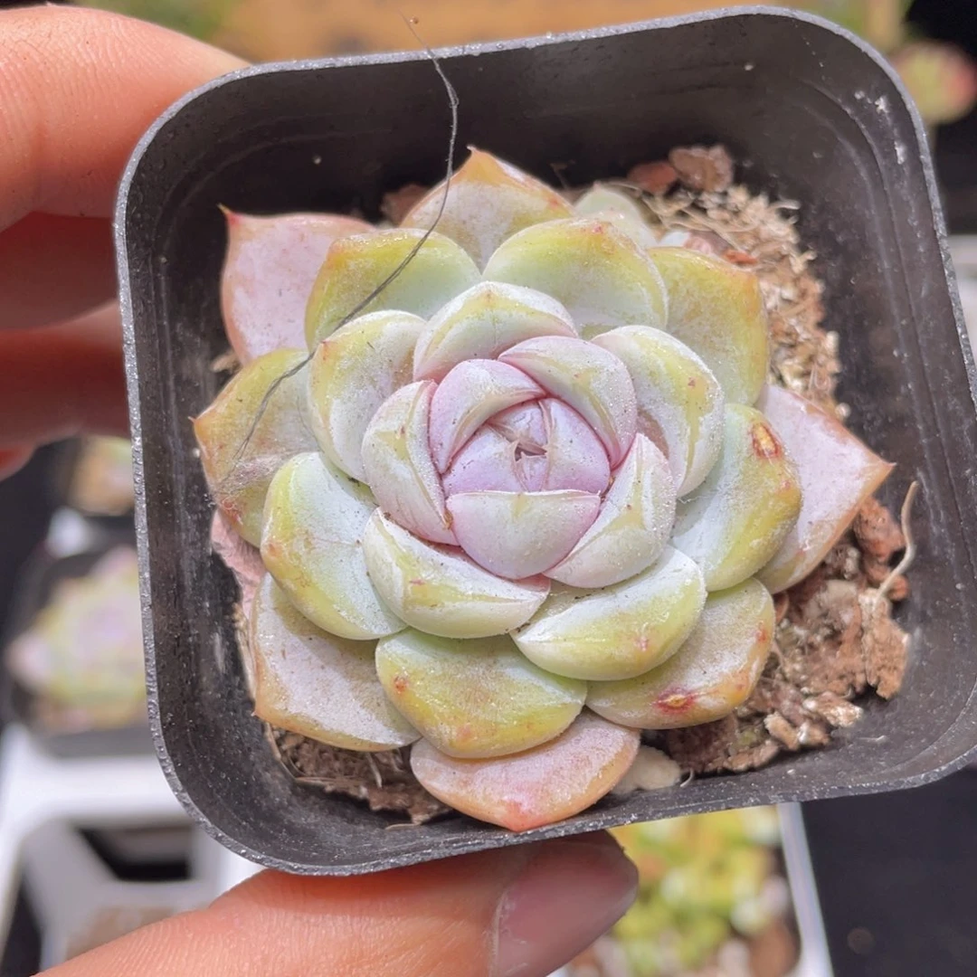 雪兔多肉9.9包邮发货