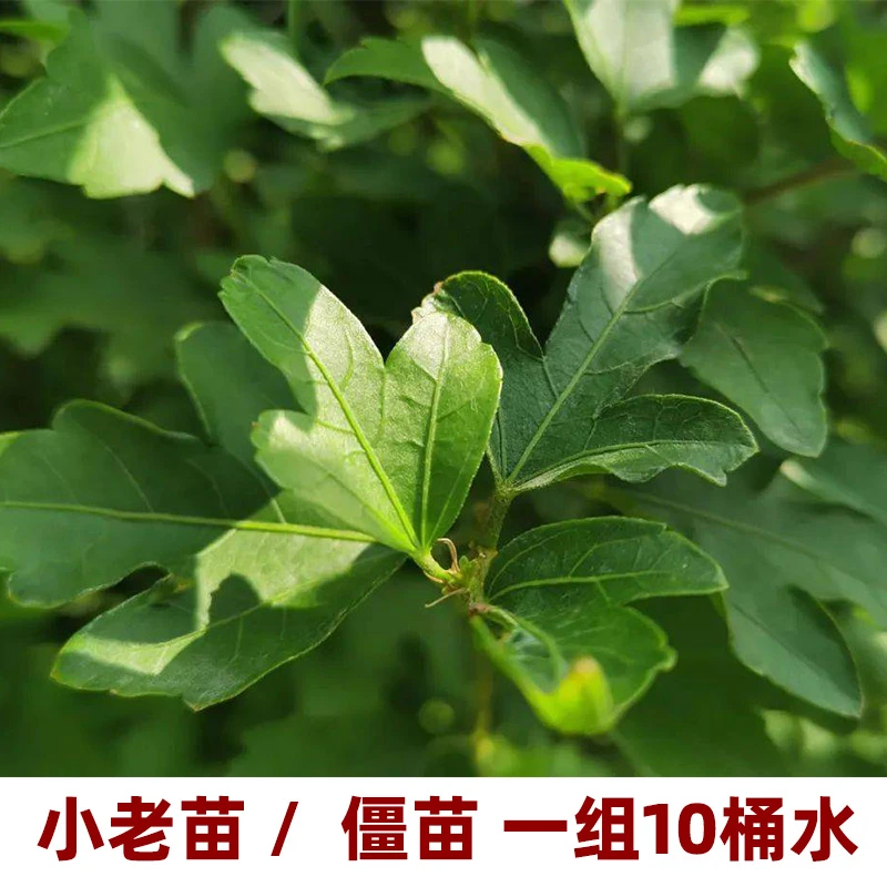 小老苗 僵苗 专用水溶肥