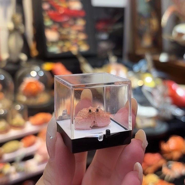 真实迷你逍遥馒头蟹