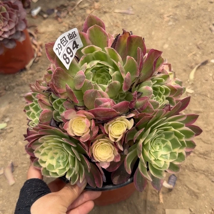 海王……多肉植物……