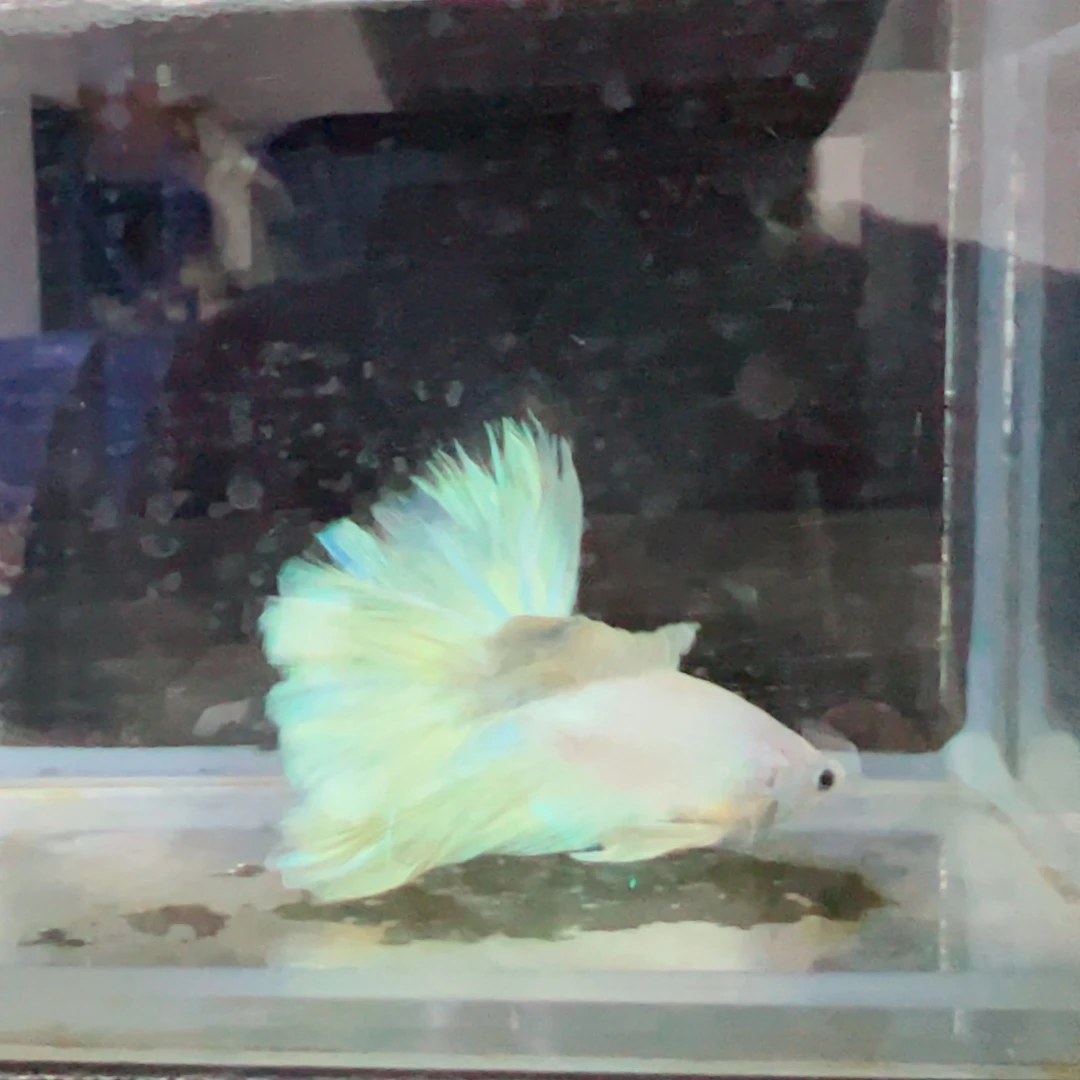 斗鱼浅色特殊尾hhhh