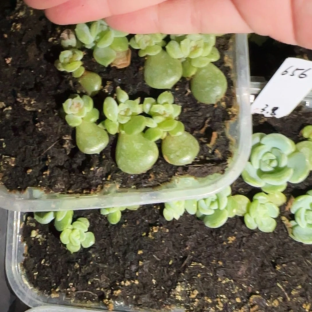 蜜柚中苗一个满25包邮