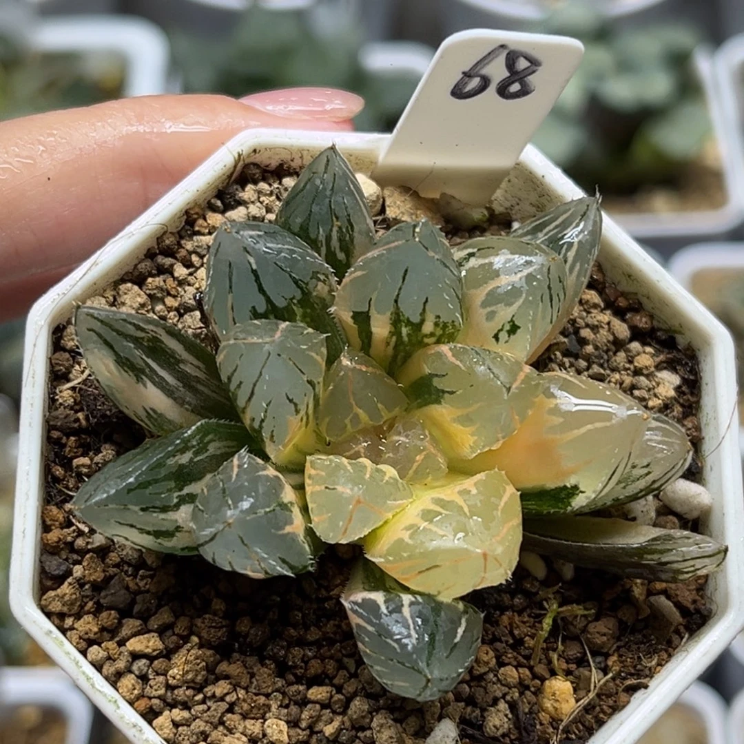 68糊斑趋势OH玉露锦福利专场