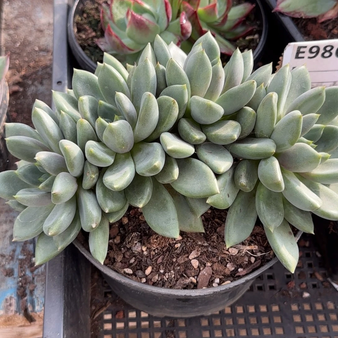 红象牙朵朵缀惊鸿一物一拍包装收缩花旱