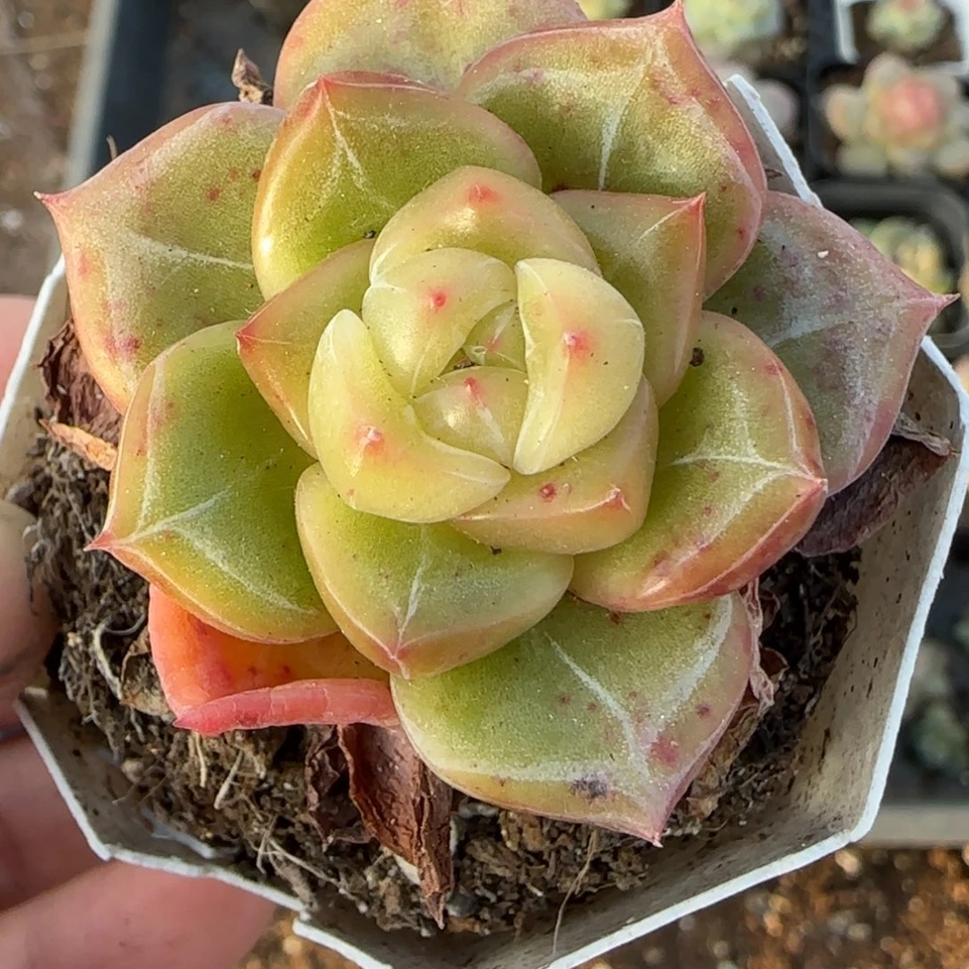 小卡拉米糖心一物一拍