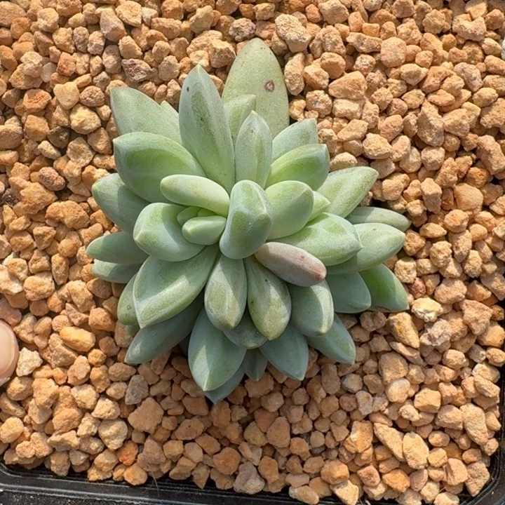 波光 群生 一物一拍