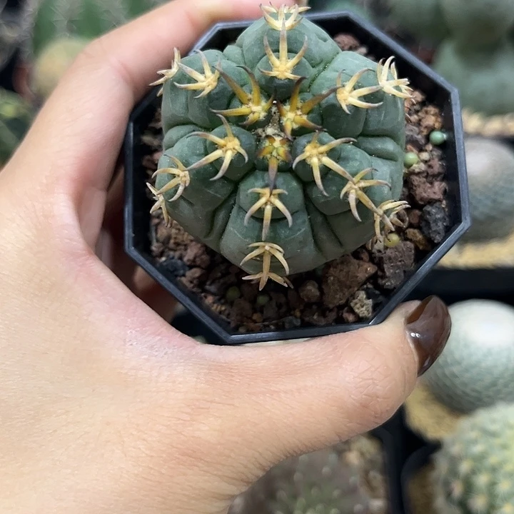 福利实生根复楞猫爪仙人球