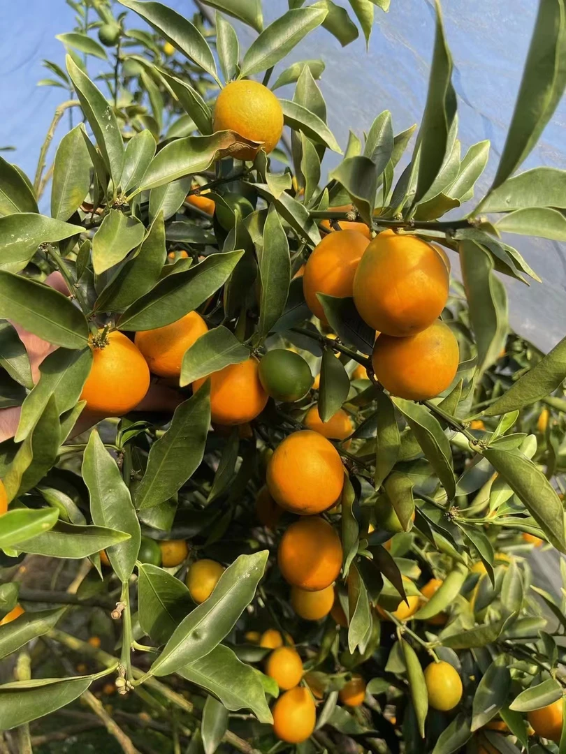 广西融安第三代脆蜜金柑实惠装脆甜爽口皮薄肉厚汁水多