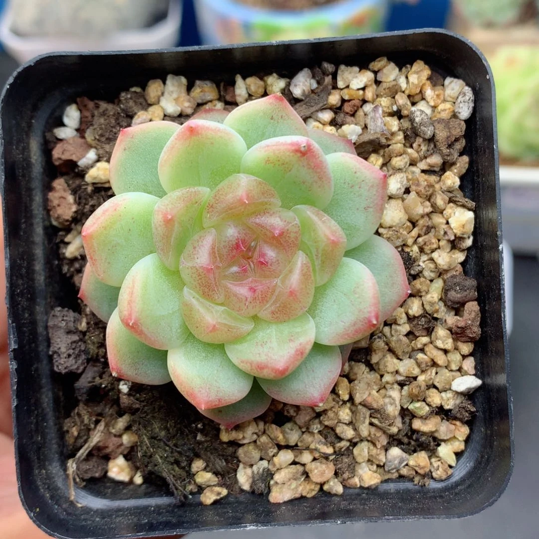 58包邮  群生不包整43