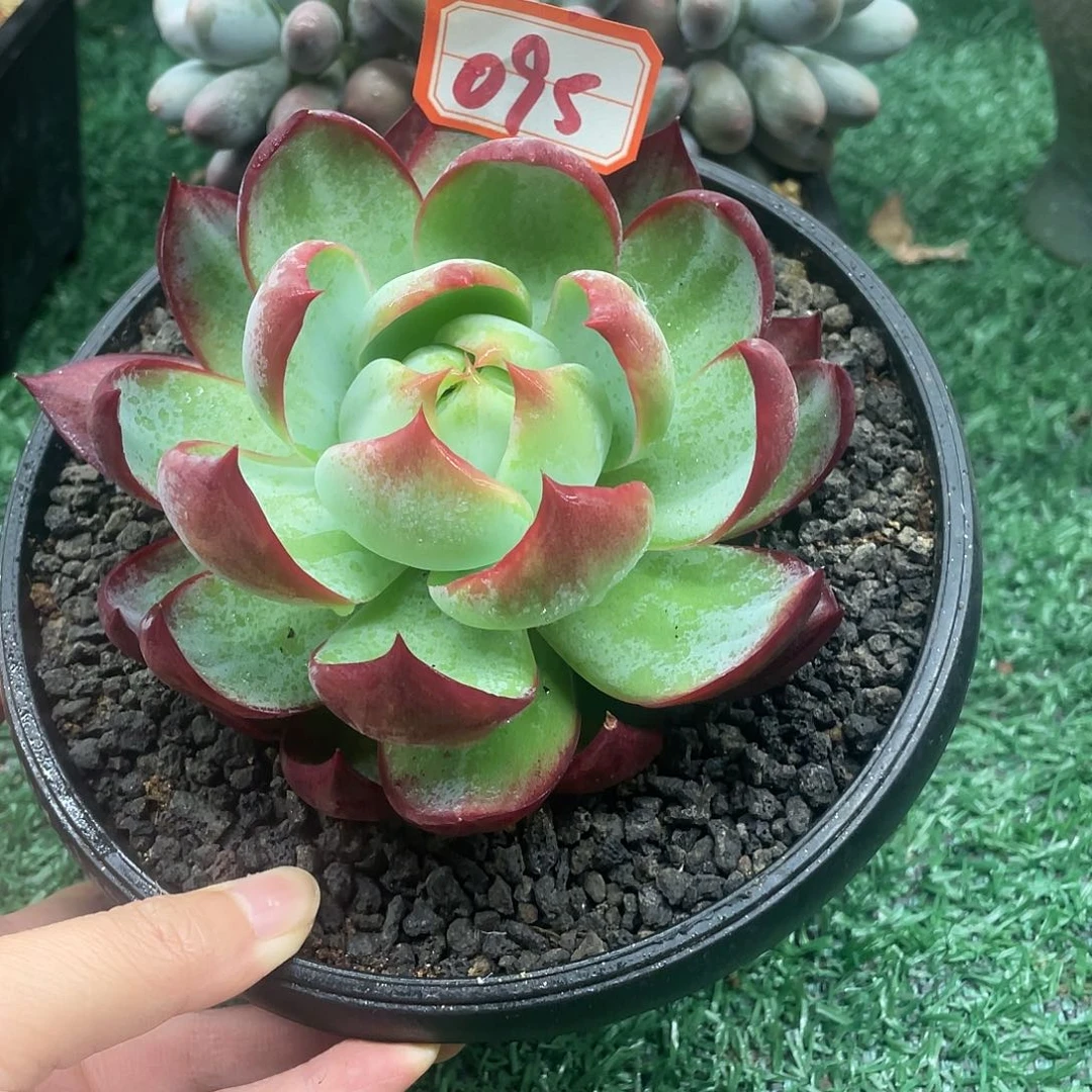 095一物一一拍一拍