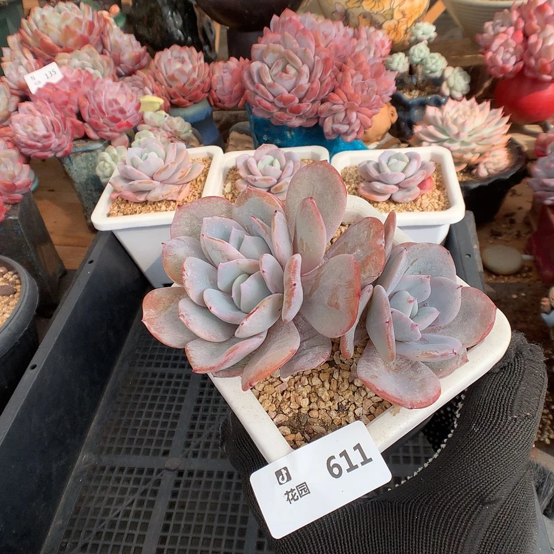 611奶茶多肉植物66666
