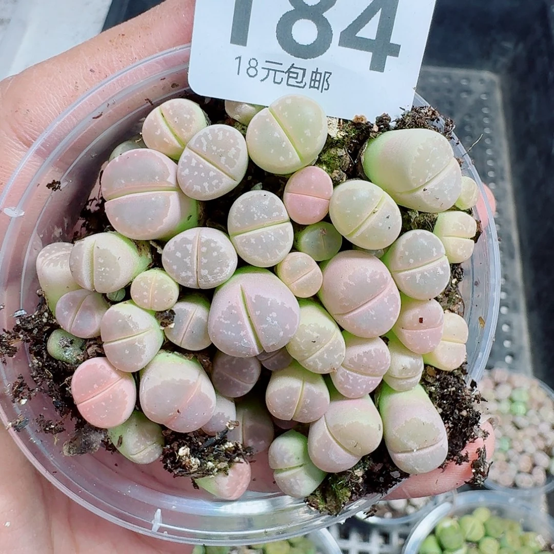 184多肉植物多肉植物