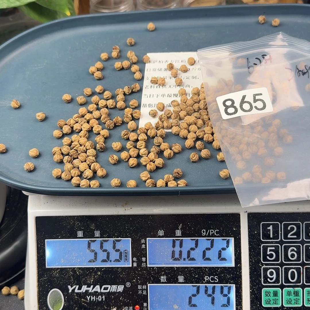 吊坠柏香籽/百香籽865号6.5+52克IA099