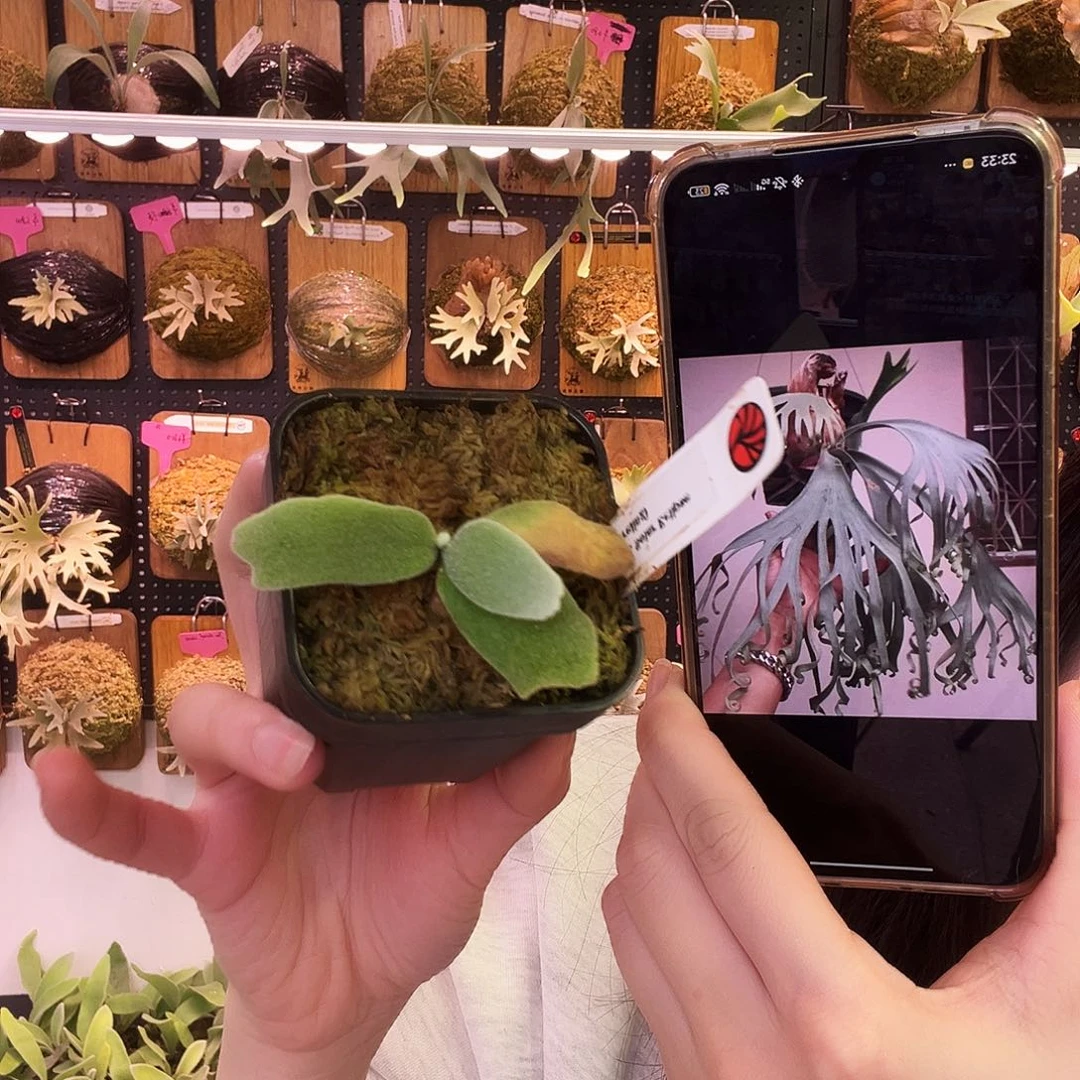 日蚀孢子苗 鹿角蕨