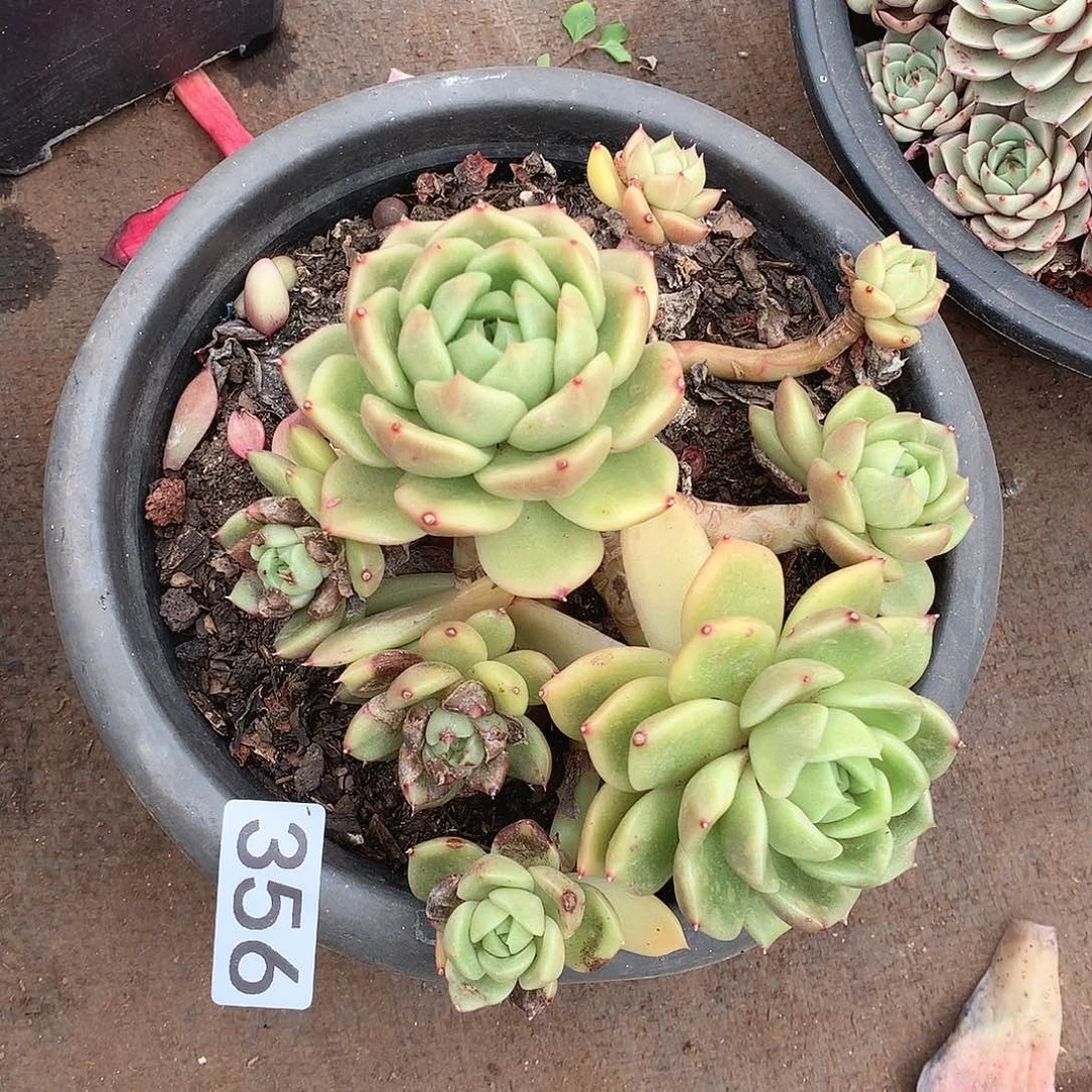 356白玫瑰不售后一物一拍多肉