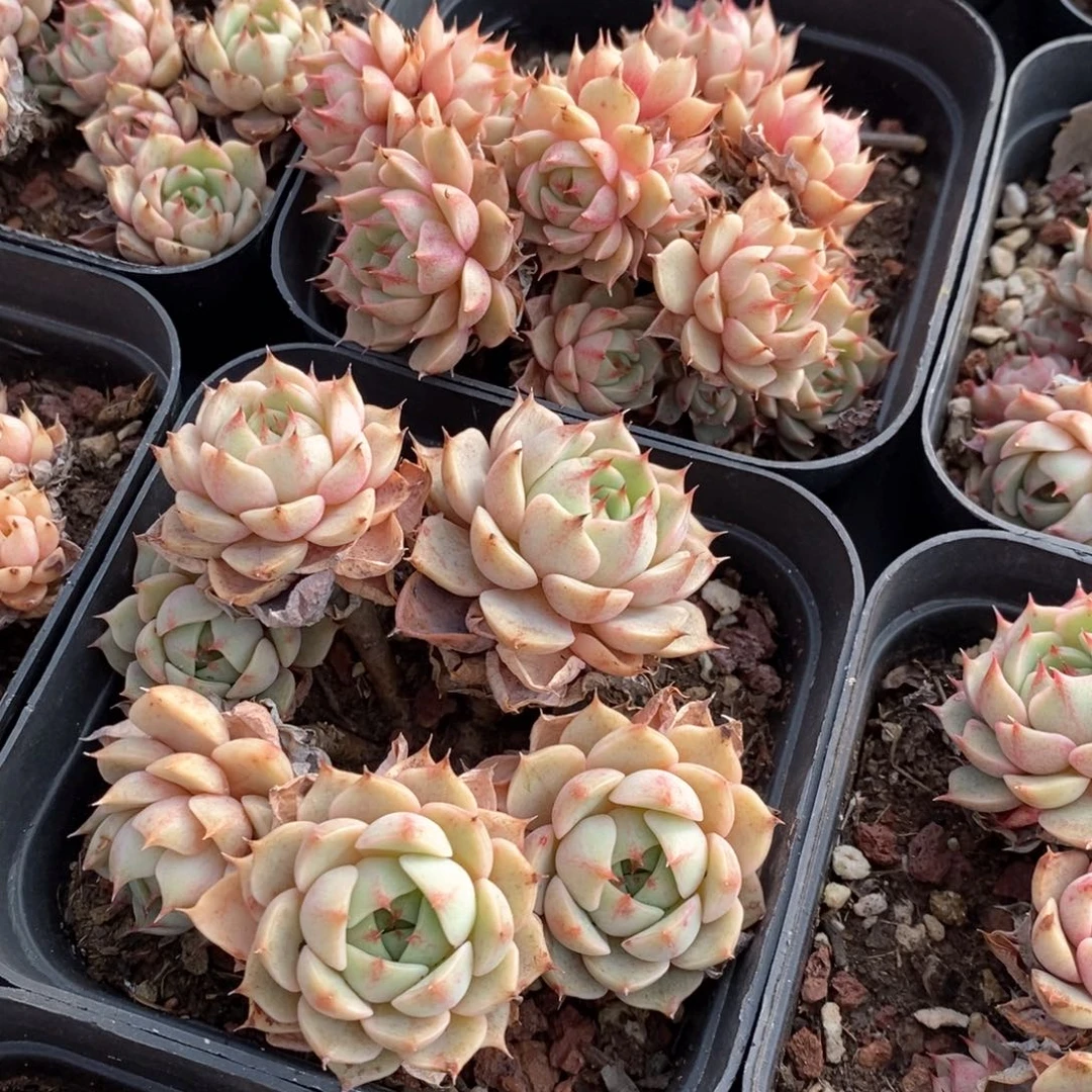 101笨巴蒂斯群生不包整 福利多多