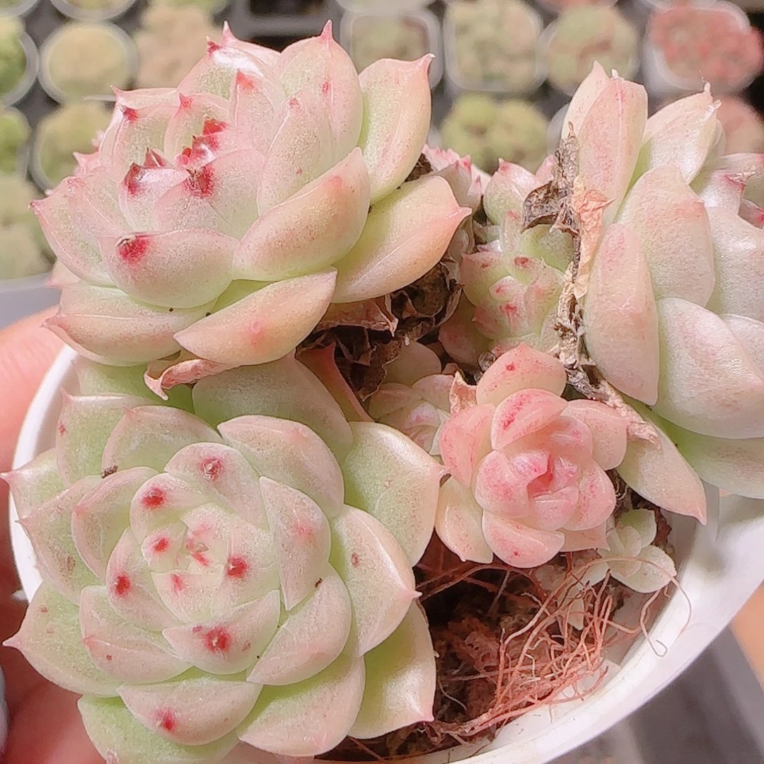 花语逸镜1122-121散