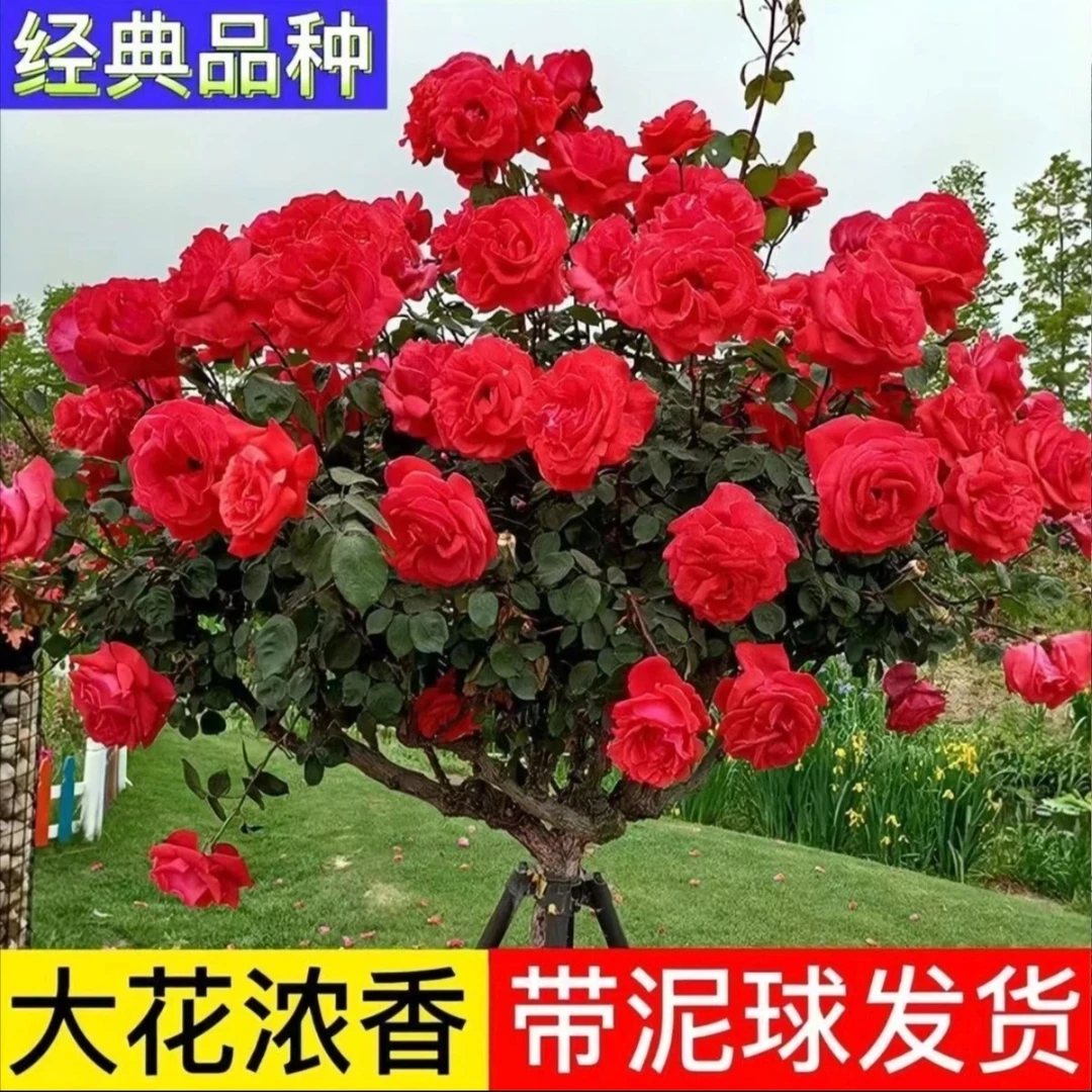 4公分树桩月季国月大花花卉浓香多季开花棒棒糖大花月季